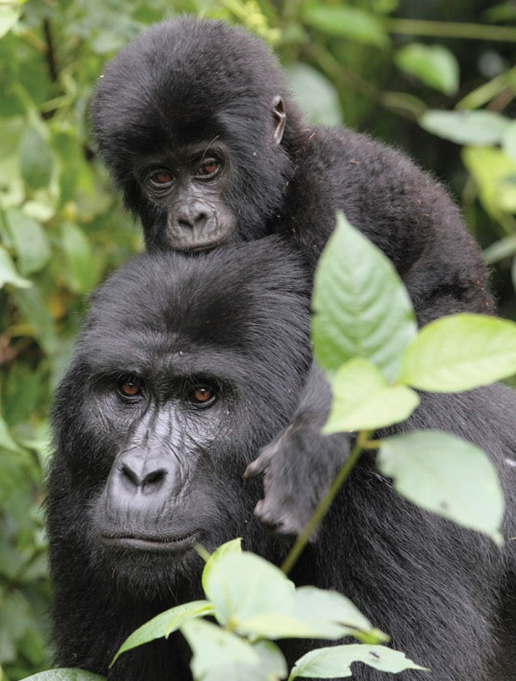 Uganda