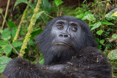 Uganda