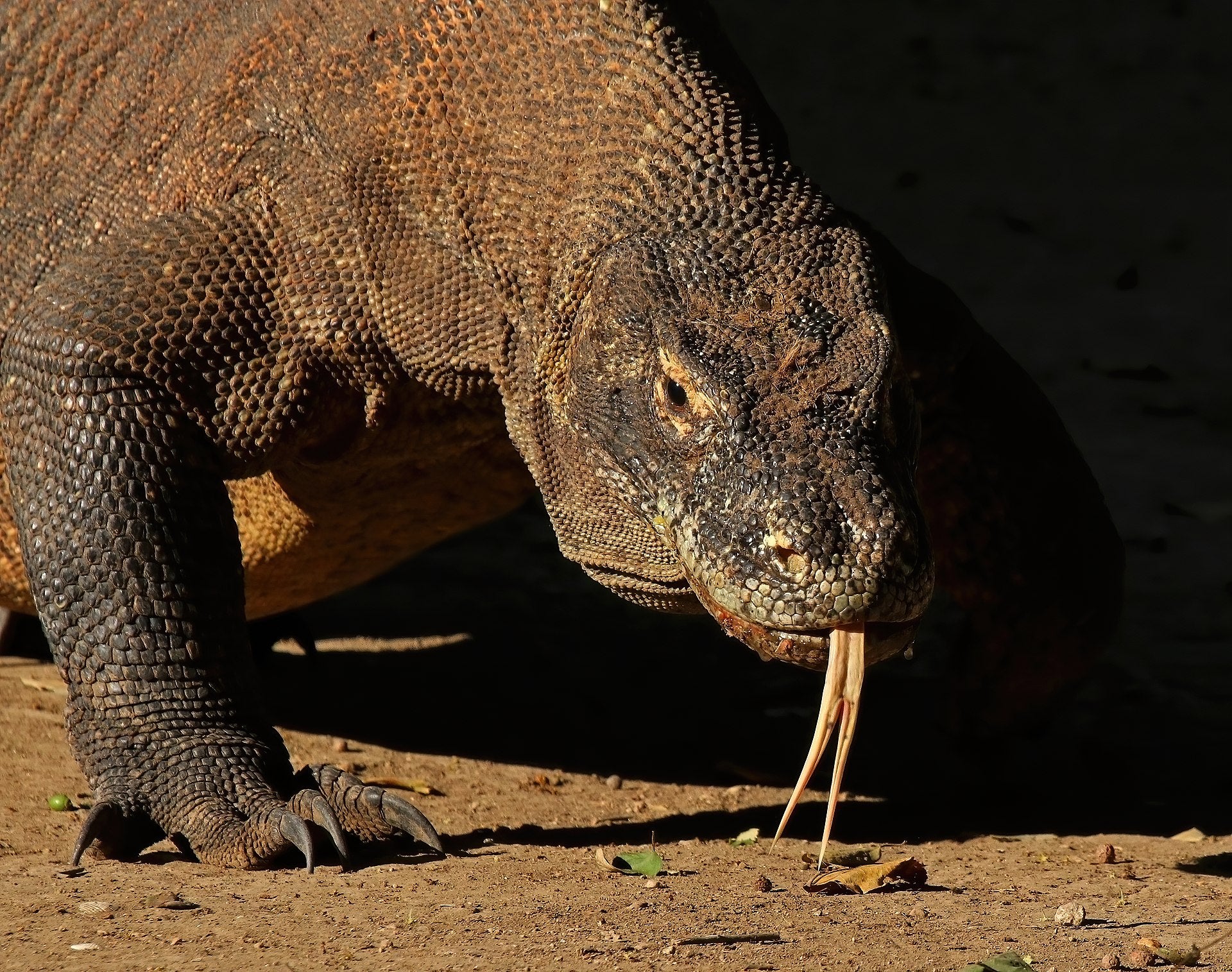 Komodo · 17 Mar – 20 Mar 2027