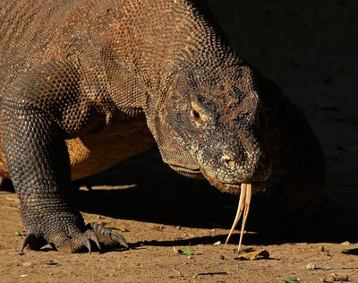 Komodo