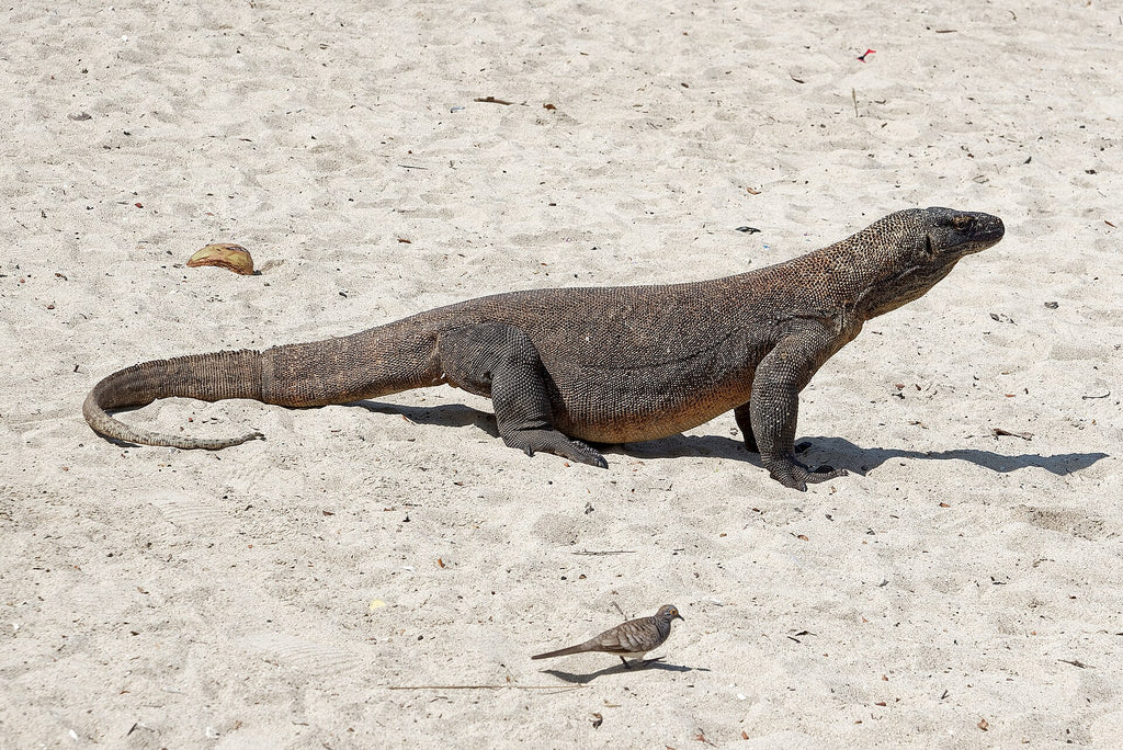 Komodo · 17 Mar – 20 Mar 2027