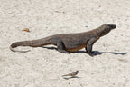 Komodo · 17 Mar – 20 Mar 2027