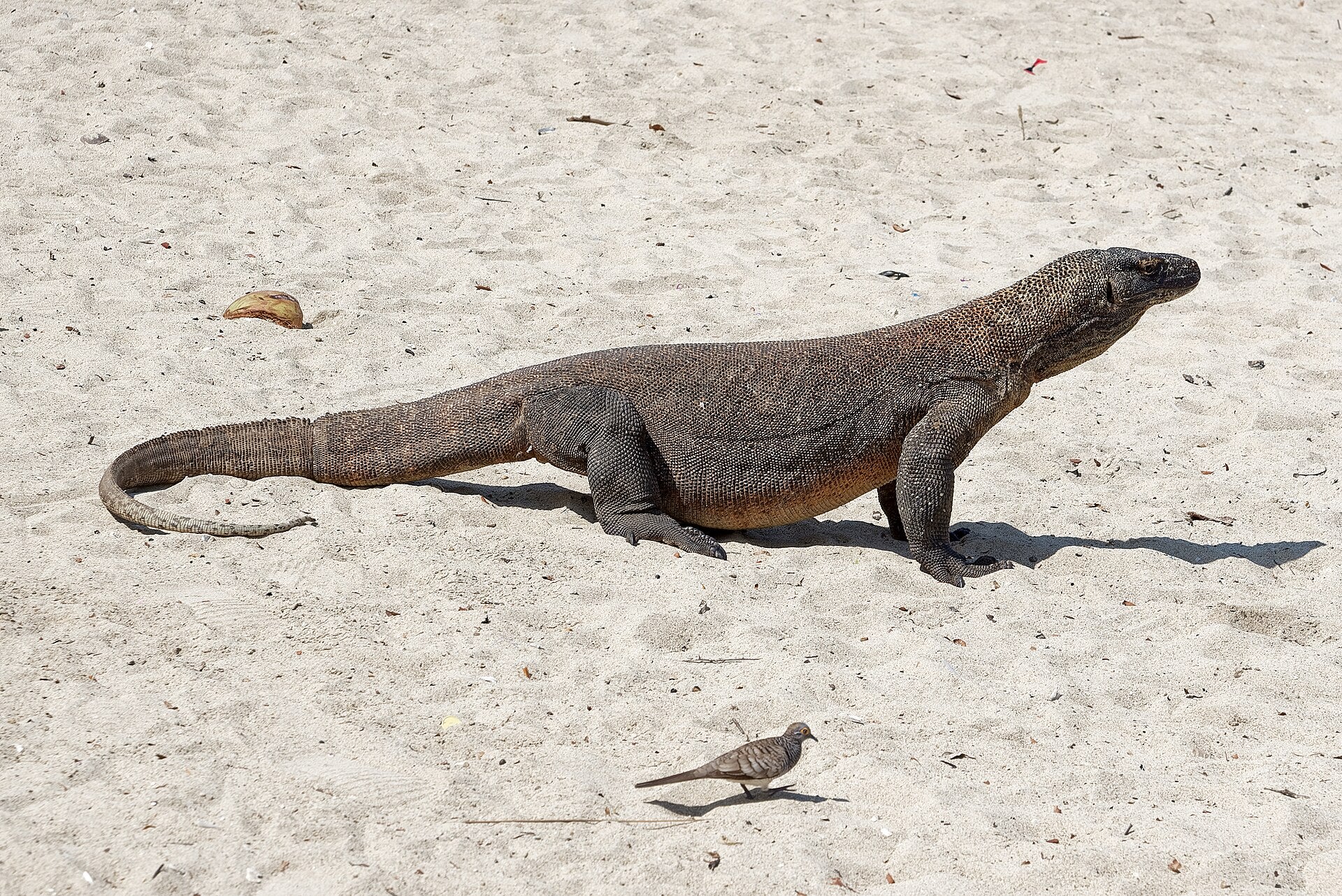Komodo · 17 Mar – 20 Mar 2027