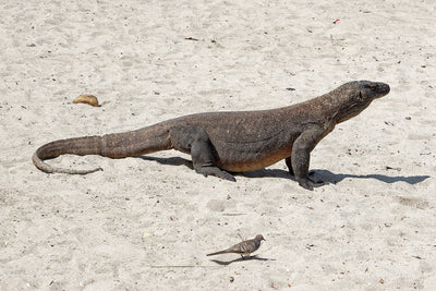 Komodo