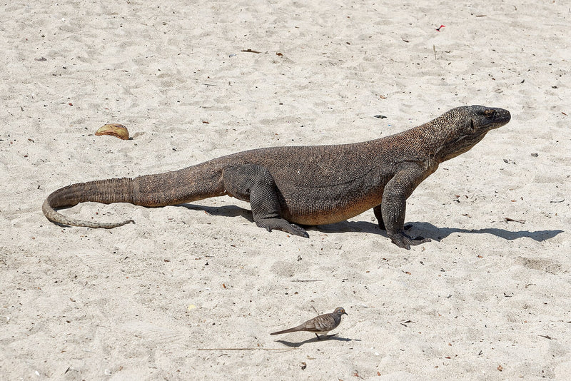 Komodo · 1 Sep – 4 Sep 2027
