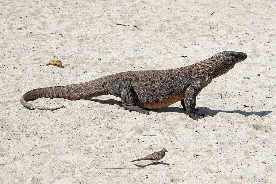 Komodo · 1 Sep – 4 Sep 2027