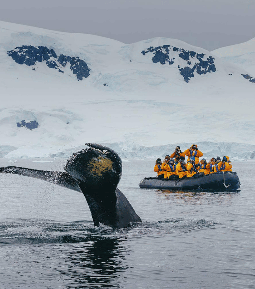 kayak-entre-icebergs-en-paradise-bay