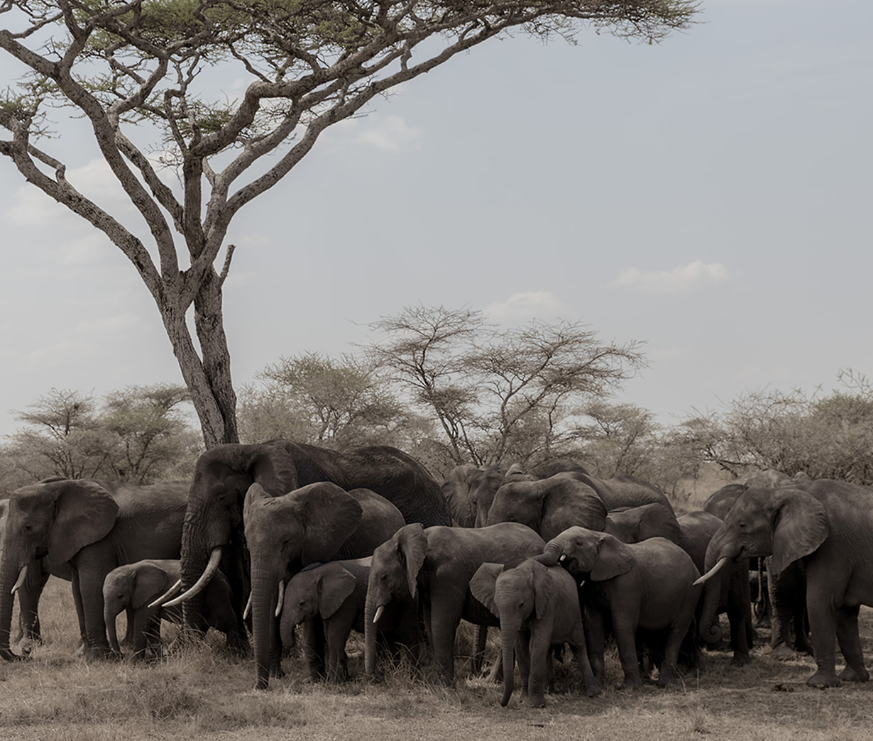 África