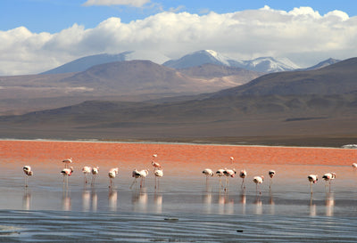 Bolivia y Chile