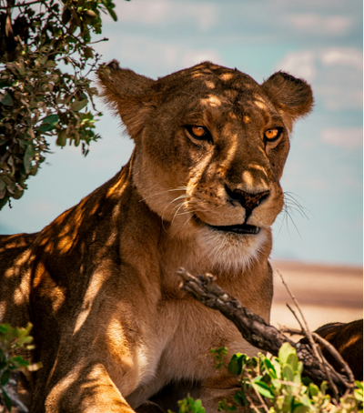 Tanzania