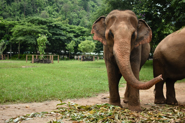 santuario-elefantes | Elephant Nature Park, Tailandia