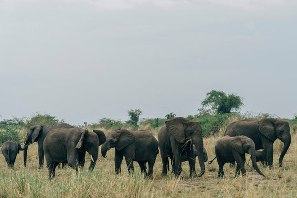 safari-en-queen-elizabeth-np
