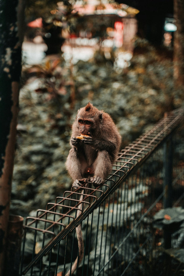 templos-y-monkey-forest-en-ubud