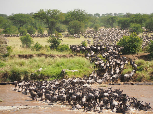 gran-migracion-en-el-serengeti