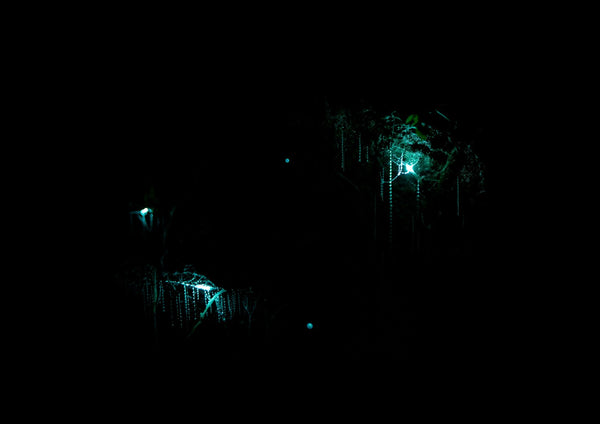 waitomo-glowworm-caves