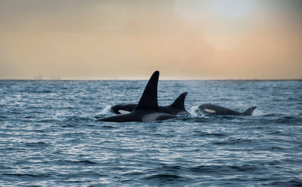 avistamiento-de-orcas-en-puerto-madryn