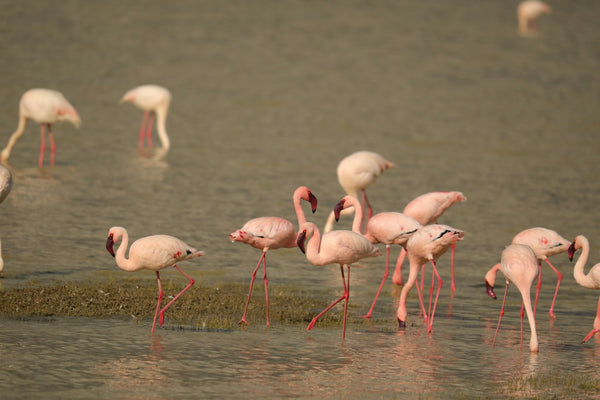 crater-del-ngorongoro