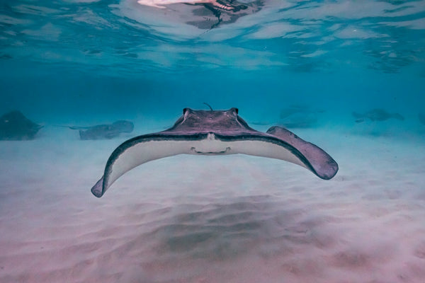 snorkel-mantarrayas | Mantarraya en el océano