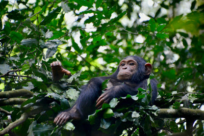 Uganda