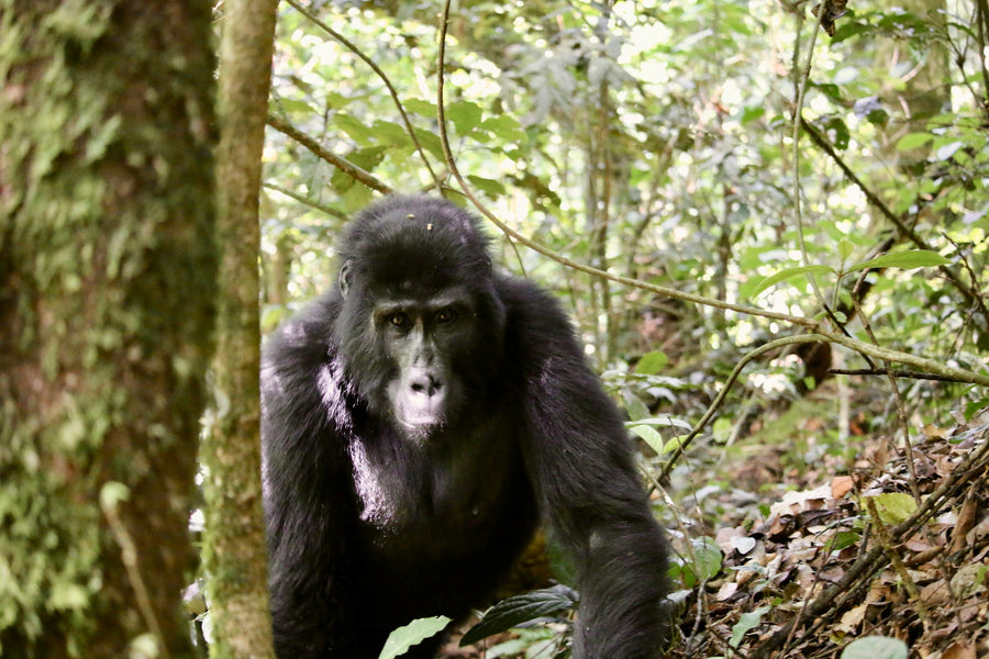 Gorila de montaña en su hábitat natural, Bosque Impenetrable de Bwindi, Uganda