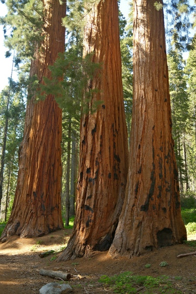 Roadtrip California
