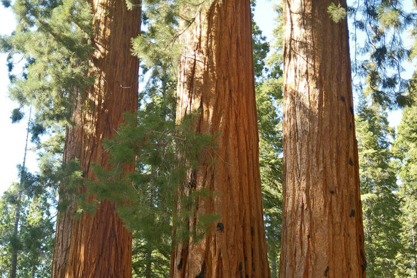 sequoia-national-park 3:2 | Secuoyas gigantes, California