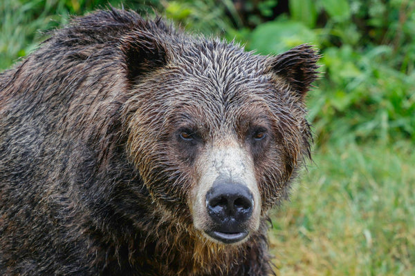 avistamiento-de-osos-grizzly-en-banff