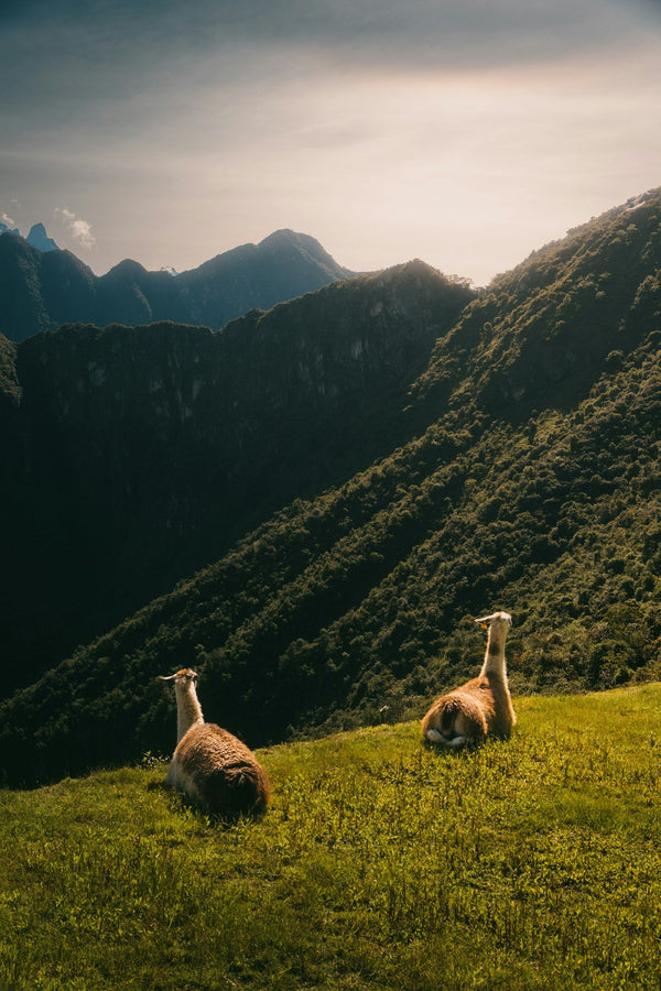 avistamiento-de-guanacos-en-la-estepa